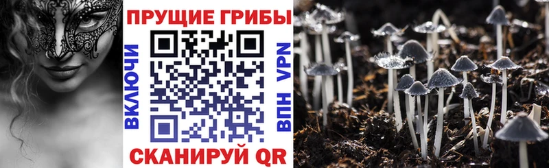 купить   Ухта  Псилоцибиновые грибы Cubensis 